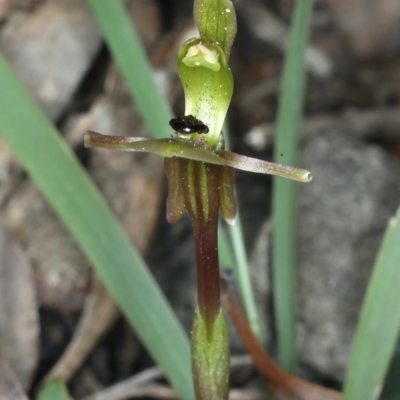 Chiloglottis trapeziformis (Diamond Ant Orchid) at ANBG South Annex - 24 Sep 2021 by jbromilow50