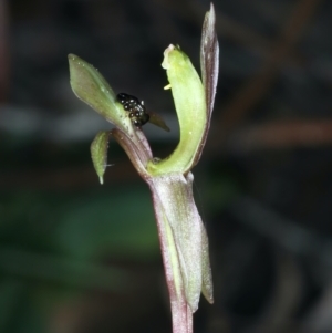 Chiloglottis trapeziformis at Acton, ACT - suppressed