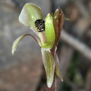 Chiloglottis trapeziformis at Acton, ACT - suppressed