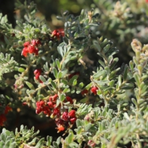 Grevillea alpina at Cook, ACT - 22 Sep 2021