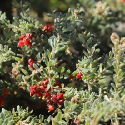 Grevillea alpina (Mountain Grevillea / Cat's Claws Grevillea) at Cook, ACT - 22 Sep 2021 by Tammy