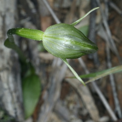 Pterostylis nutans (Nodding Greenhood) at Acton, ACT - 24 Sep 2021 by jbromilow50