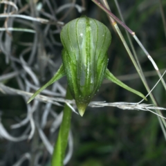 Pterostylis nutans at Acton, ACT - suppressed
