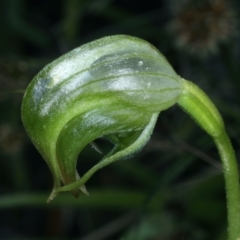 Pterostylis nutans at Acton, ACT - 24 Sep 2021