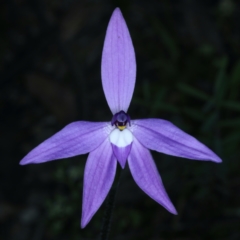 Glossodia major (Wax Lip Orchid) at Acton, ACT - 24 Sep 2021 by jb2602