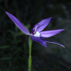 Glossodia major at Acton, ACT - 24 Sep 2021