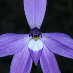 Glossodia major at Acton, ACT - 24 Sep 2021