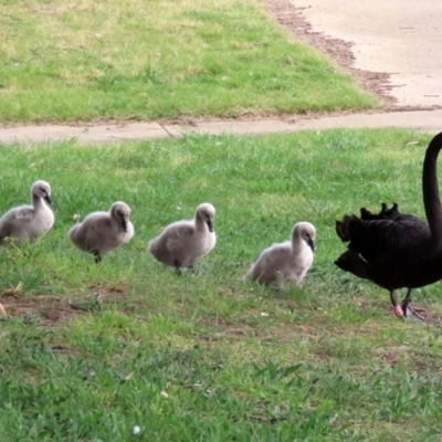 Cygnus atratus (Black Swan) at Gordon, ACT - 24 Sep 2021 by RodDeb