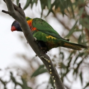 Trichoglossus moluccanus at Calwell, ACT - 24 Sep 2021 03:05 PM