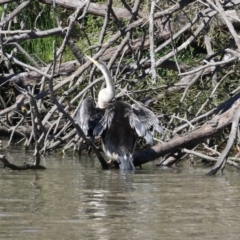 Anhinga novaehollandiae (Australasian Darter) at Greenway, ACT - 23 Sep 2021 by RodDeb