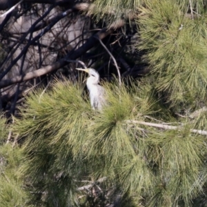 Anhinga novaehollandiae at Greenway, ACT - 23 Sep 2021 02:28 PM