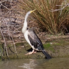 Anhinga novaehollandiae at Greenway, ACT - 23 Sep 2021 02:28 PM