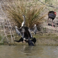 Anhinga novaehollandiae at Greenway, ACT - 23 Sep 2021 02:28 PM