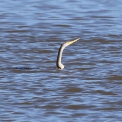 Anhinga novaehollandiae at Greenway, ACT - 23 Sep 2021