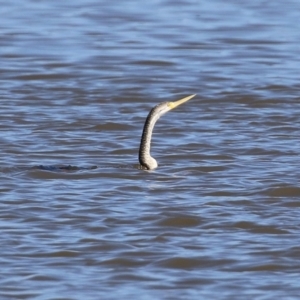 Anhinga novaehollandiae at Greenway, ACT - 23 Sep 2021 02:28 PM