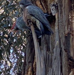 Callocephalon fimbriatum (Gang-gang Cockatoo) at GG90 - 22 Sep 2021 by KL