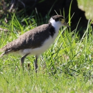 Vanellus miles at Greenway, ACT - 23 Sep 2021