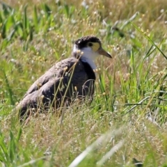 Vanellus miles at Greenway, ACT - 23 Sep 2021