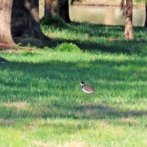 Vanellus miles at Greenway, ACT - 23 Sep 2021