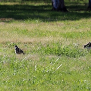 Vanellus miles at Greenway, ACT - 23 Sep 2021