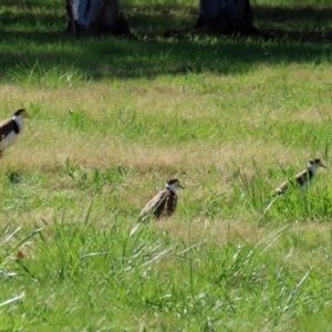 Vanellus miles at Greenway, ACT - 23 Sep 2021