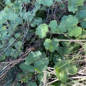 Hydrocotyle laxiflora at Hughes, ACT - 22 Sep 2021