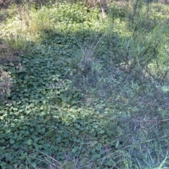 Hydrocotyle laxiflora at Hughes, ACT - 22 Sep 2021