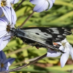 Delias aganippe (Spotted Jezebel) at Googong, NSW - 23 Sep 2021 by WHall