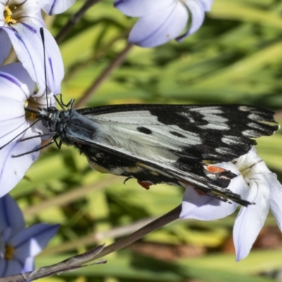 Delias aganippe (Spotted Jezebel) at Googong, NSW - 23 Sep 2021 by WHall