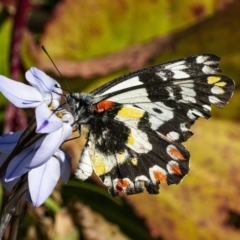 Delias aganippe at Googong, NSW - 23 Sep 2021 02:58 PM