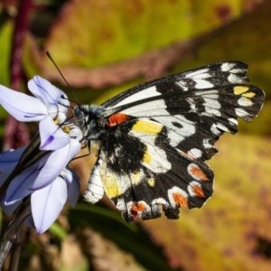 Delias aganippe at Googong, NSW - 23 Sep 2021