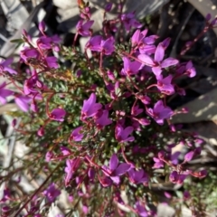 Tetratheca bauerifolia (Heath Pink-bells) at Rob Roy Range - 24 Sep 2021 by Shazw