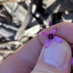 Tetratheca bauerifolia at Tuggeranong DC, ACT - 25 Sep 2021