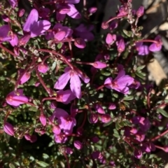 Tetratheca bauerifolia at Tuggeranong DC, ACT - 25 Sep 2021