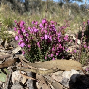 Tetratheca bauerifolia at Tuggeranong DC, ACT - 25 Sep 2021