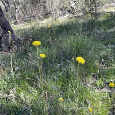 Craspedia sp. (Billy Buttons) at Hawker, ACT - 25 Sep 2021 by JohnBrannan
