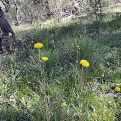 Craspedia sp. (Billy Buttons) at Hawker, ACT - 24 Sep 2021 by John Brannan