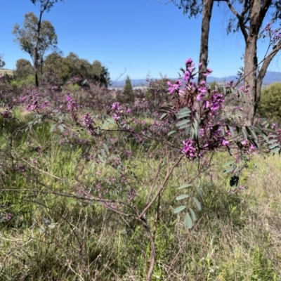 Indigofera australis subsp. australis (Australian Indigo) at Hawker, ACT - 24 Sep 2021 by John Brannan