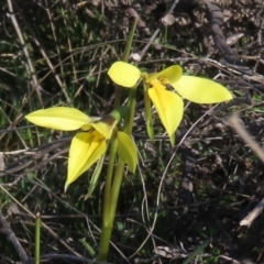 Diuris chryseopsis (Golden Moth) at Tuggeranong DC, ACT - 25 Sep 2021 by owenh