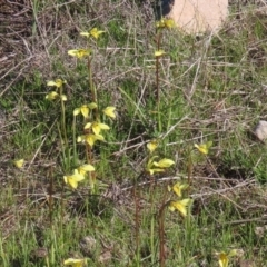 Diuris chryseopsis at Tuggeranong DC, ACT - 25 Sep 2021