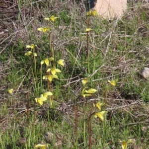 Diuris chryseopsis at Tuggeranong DC, ACT - suppressed