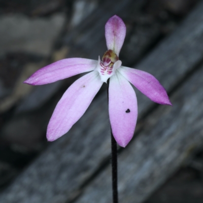 Caladenia fuscata (Dusky Fingers) at Acton, ACT - 24 Sep 2021 by jb2602