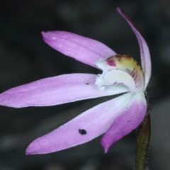 Caladenia fuscata at Acton, ACT - 24 Sep 2021