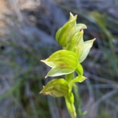 Bunochilus umbrinus (Broad-sepaled Leafy Greenhood) at Rob Roy Range - 25 Sep 2021 by Shazw