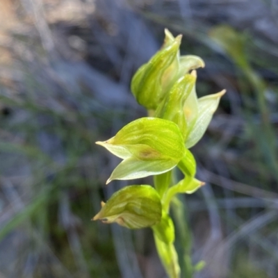 Bunochilus umbrinus (ACT) = Pterostylis umbrina (NSW) (Broad-sepaled Leafy Greenhood) by Shazw