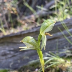 Bunochilus umbrinus (ACT) = Pterostylis umbrina (NSW) at suppressed - suppressed