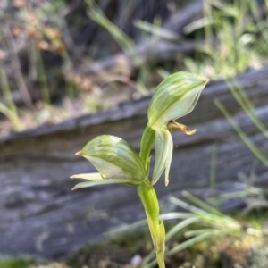 Bunochilus umbrinus (ACT) = Pterostylis umbrina (NSW) at suppressed - suppressed