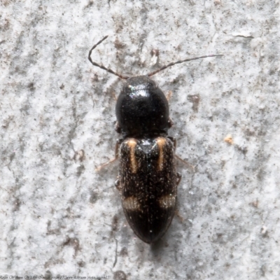 Austrocardiophorus assimilis (Click beetle) at Black Mountain - 23 Sep 2021 by Roger