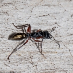 Myrmecia fulvipes (Red-legged Toothless bull ant) at Black Mountain - 23 Sep 2021 by Roger