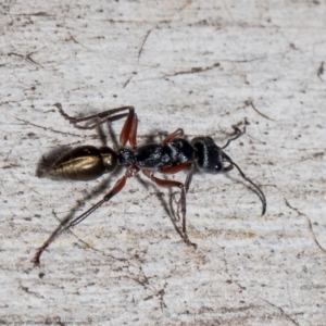 Myrmecia fulvipes at Bruce, ACT - 23 Sep 2021